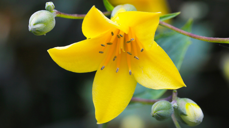 Close up of a bright yellow waxbell bloom