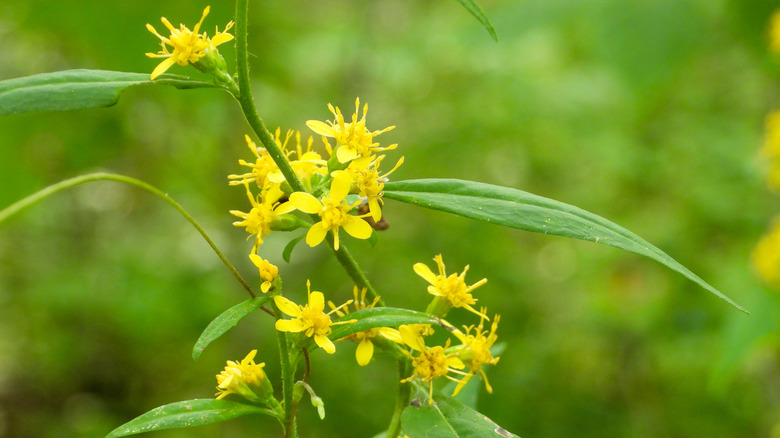 Bright yellow zigzag goldenrod flowers