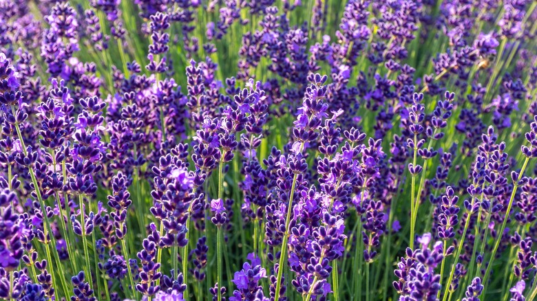 hidcote lavender