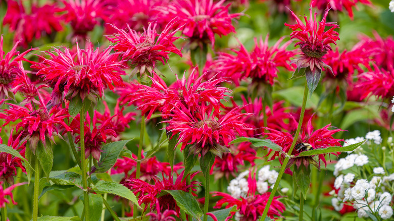 Close-up of red bee balm flowers