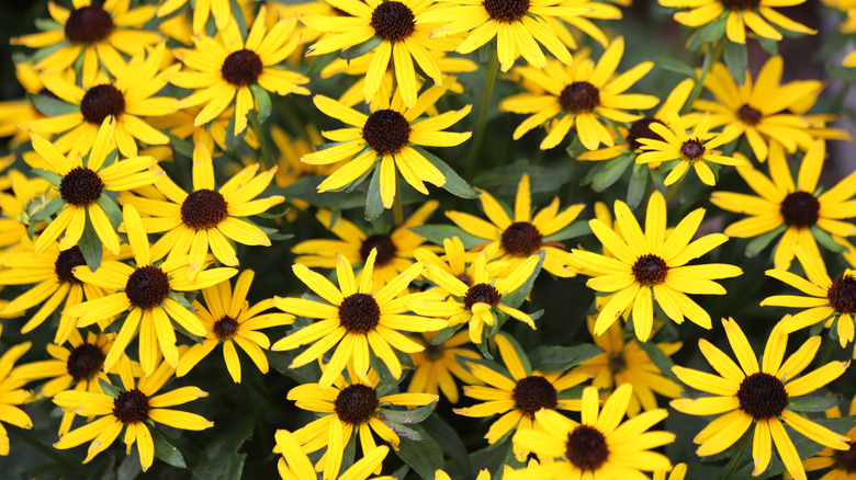 Yellow black-eyed Susan flowers in bloom