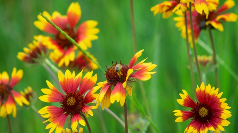 Red and yellow blanket flower with a bee sipping nectar
