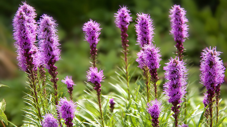 Purple blazing star flower spikes