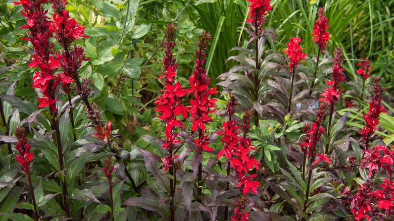 Cardinal flower plants with red blooms against purplish and green foliage