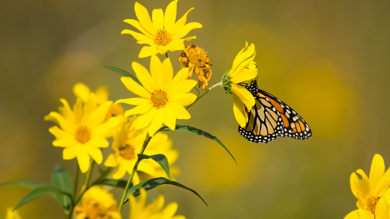 Yellow compass flowers with a butterfly sipping nectar