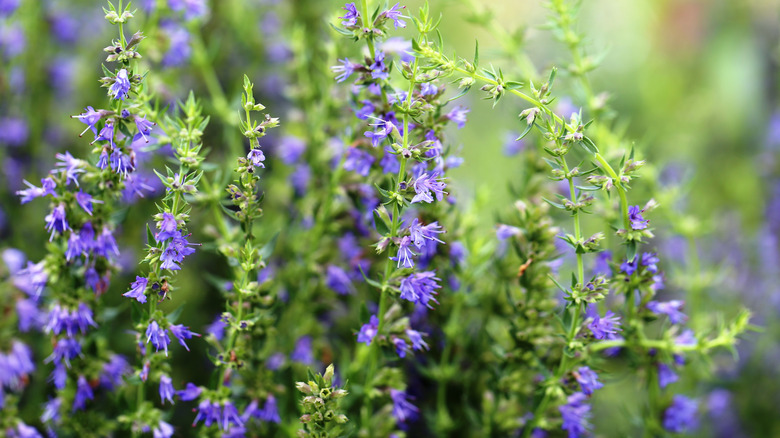 Lavender hyssop flowers in bloom