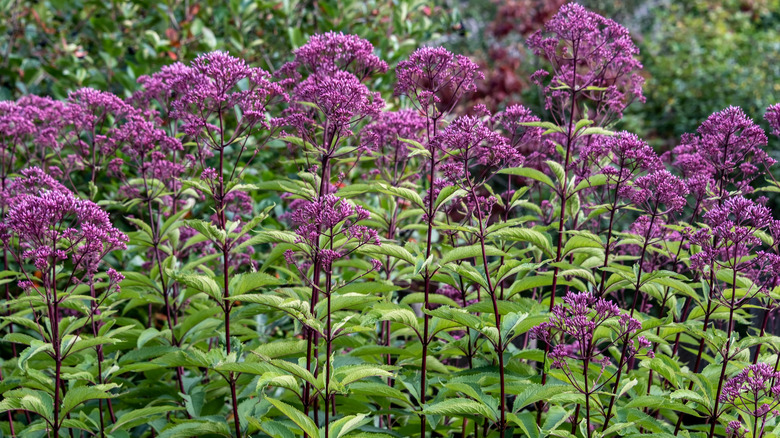 Joe-pye weed plants with purple flowers