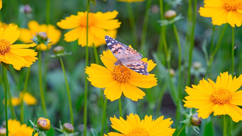A butterfly sipping nectar from yellow lanceleaf coreopsis