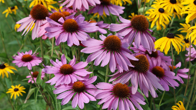 Close-up of pinkish purple coneflowers