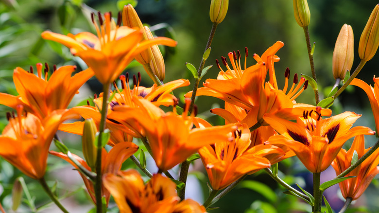 Close-up of orange wood lily flowers