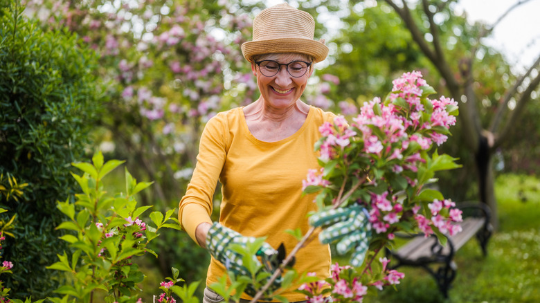 woman pruning perennials in the garden