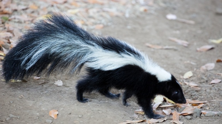 Skunk walking on sidewalk