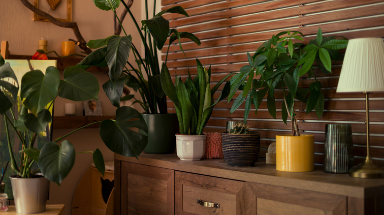 Collection of plants in living room