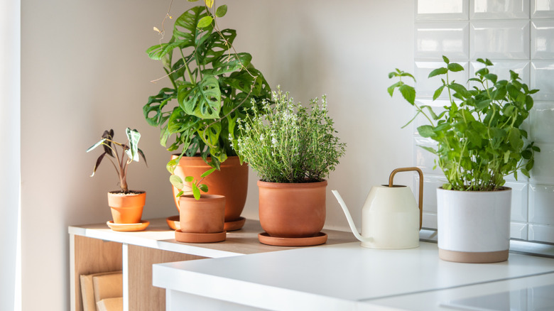 White and terracotta
