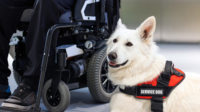 Service dog giving assistance to disabled person on wheelchair