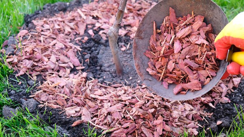 person applying mulch to the base of a young tree