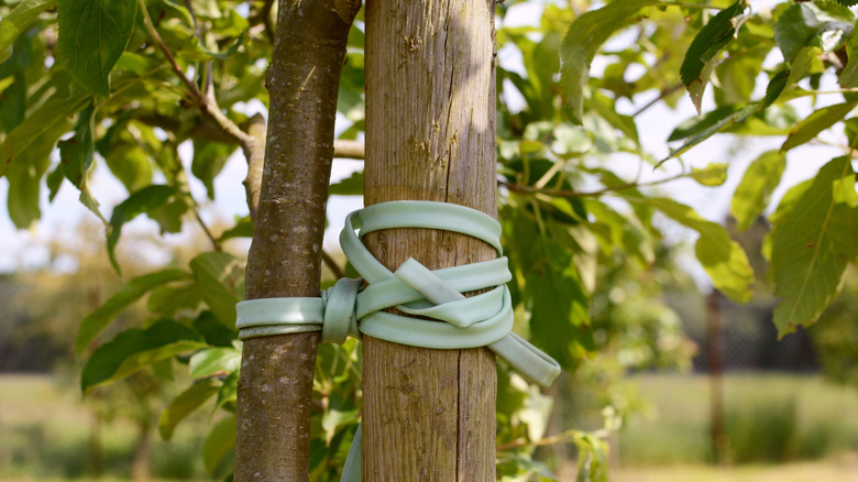Young tree tied too tightly with a stake