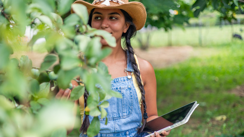 A person inspecting fruit trees
