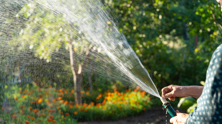 Spraying water from a hose towards flowers and trees