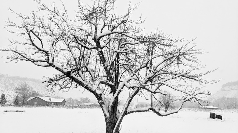 Apple tree covered in snow
