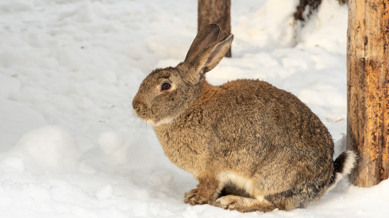rabbit sitting in the snow near some young tree trunks