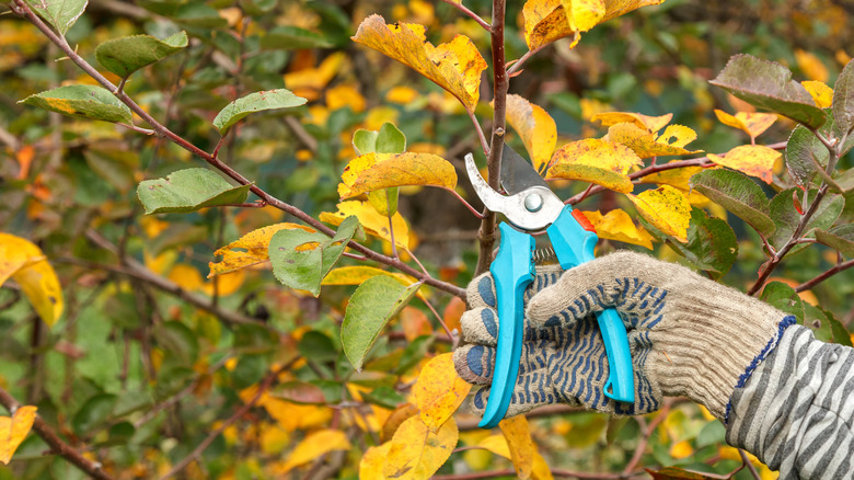 A person pruning a fruit tree in the fall