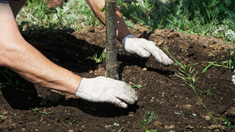 person clearing a mulch ring around a young tree trunk