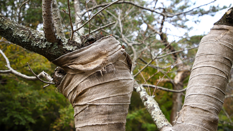burlap wrap around the trunk of a mature tree