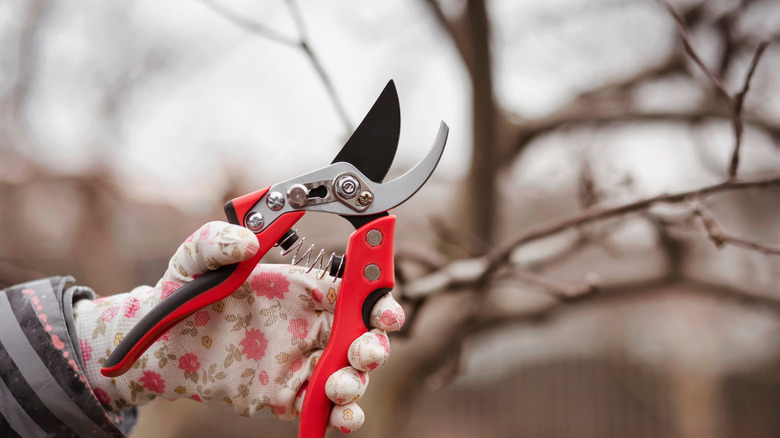 Pruning a tree