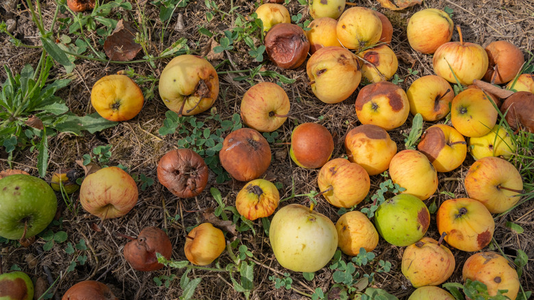 Fallen apples rotting on the ground
