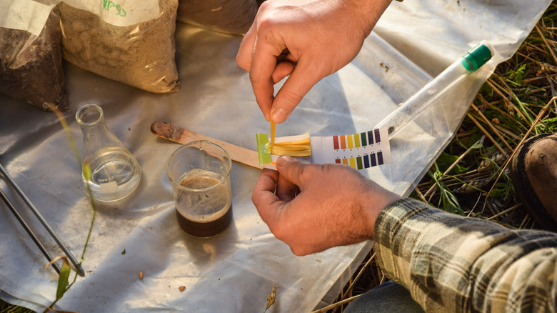 person performing a soil test