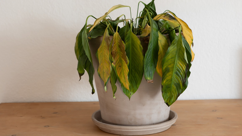 A dying houseplant