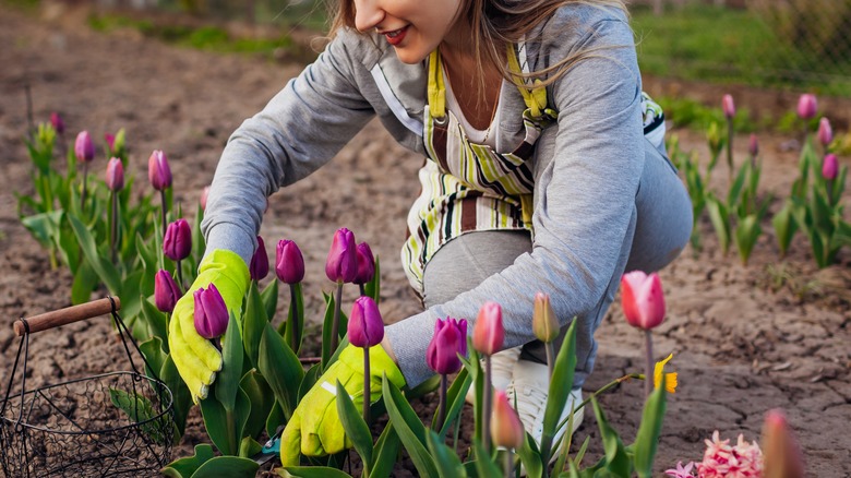 person caring for tulips