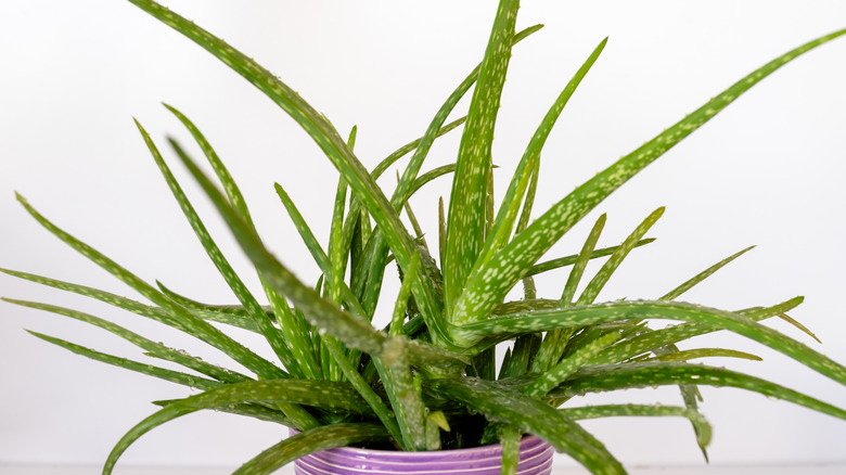 thriving aloe vera plant in purple pot