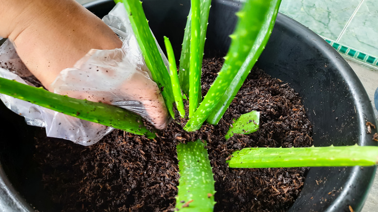person fertilizing aloe plant