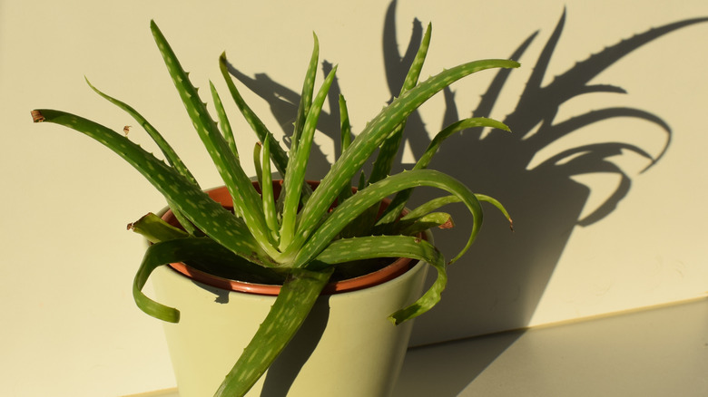 Aloe vera plant in light on table