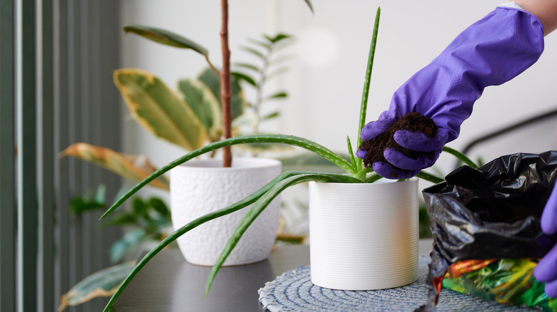 replanting aloe plant in a pot