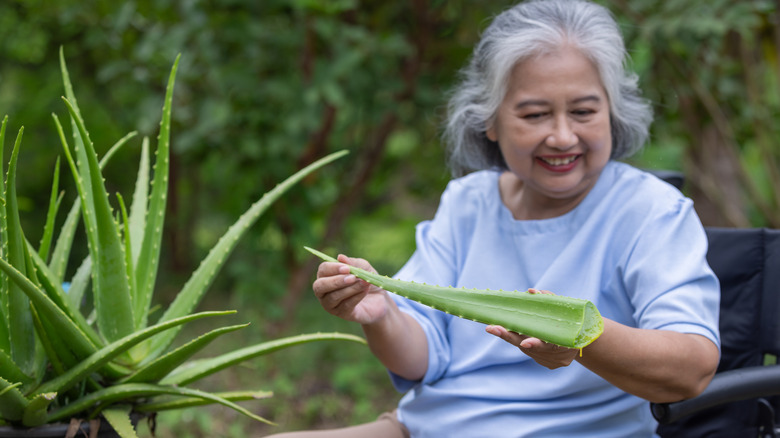 older lady harvesting an aloe plant