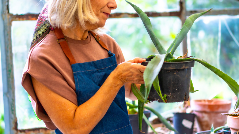 caring for an aloe plant