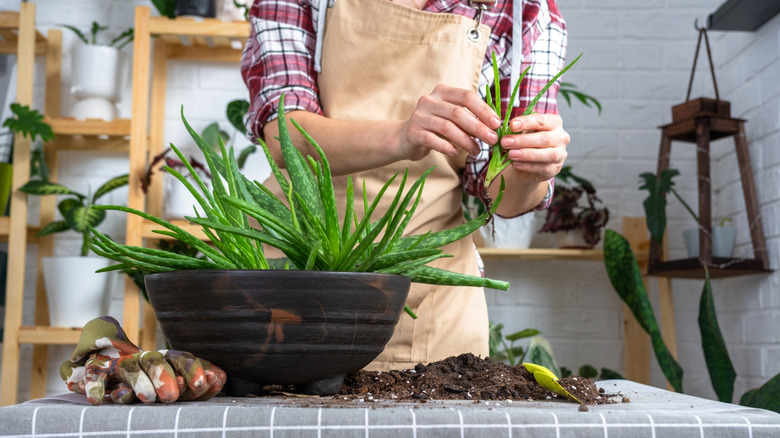 Person in checked shirt and apron separating out a pup from a lush aloe vera plant