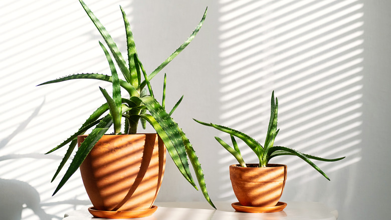 Aloe plant on table away from cold draughts