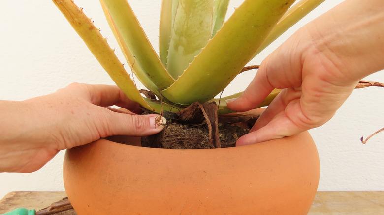 repotting aloe plant