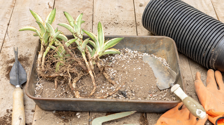 pups that were removed from aloe plant