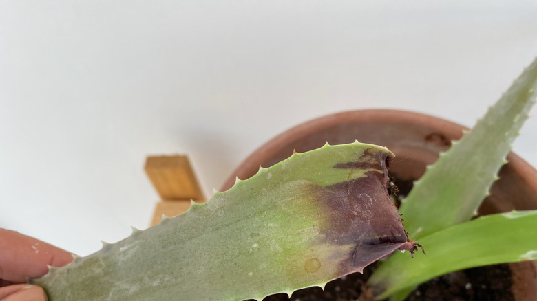 rot on aloe vera leaf