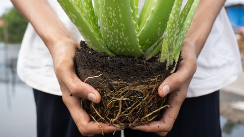 replanting an aloe plant