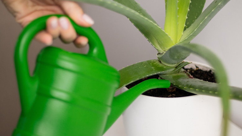 watering an aloe vera plant