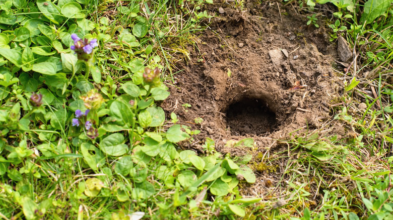 vole hole in the ground