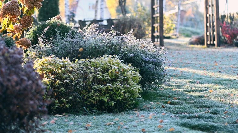 frost in the garden on a winter morning
