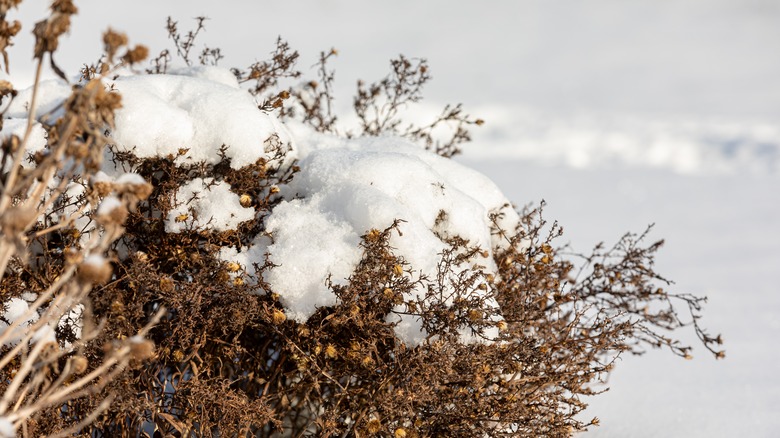 dead plant covered in snow in winter
