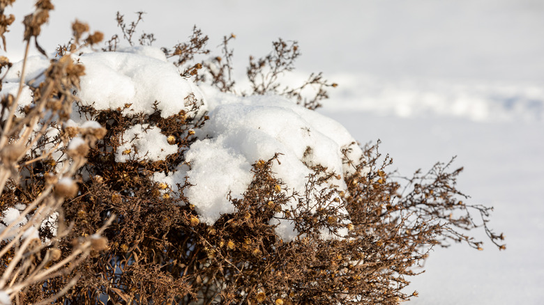 dead plant covered in snow in winter